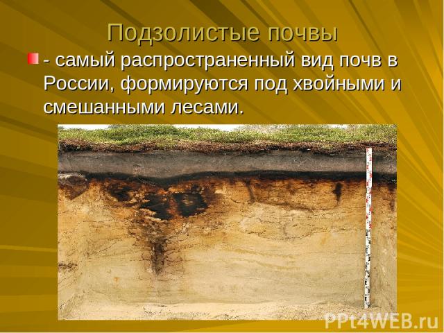 Подзолистые почвы - самый распространенный вид почв в России, формируются под хвойными и смешанными лесами.