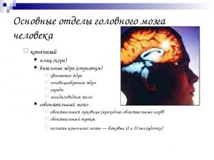 Основные отделы головного мозга человека конечный плащ (кора) базальные ядра (ст
