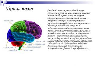 Ткани мозга Головной мозг заключен в надежную оболочку черепа (за исключением пр