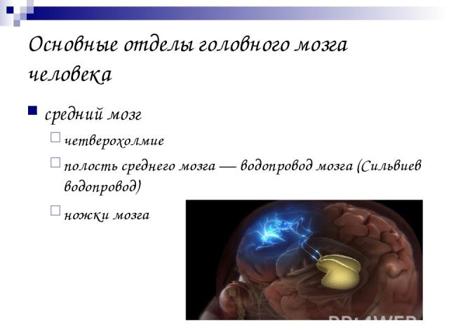 Основные отделы головного мозга человека средний мозг четверохолмие полость среднего мозга — водопровод мозга (Сильвиев водопровод) ножки мозга