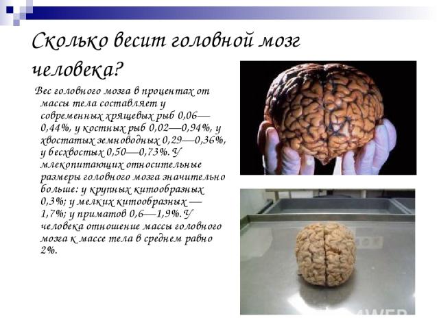 Какой вес мозга человека. Человеческий мозг весит.
