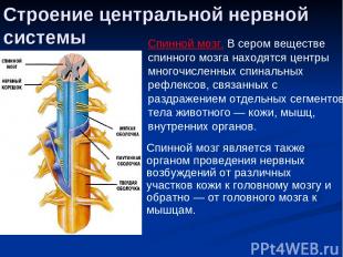 Строение центральной нервной системы Спинной мозг. В сером веществе спинного моз
