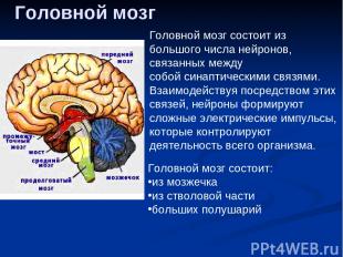 Головной мозг Головной мозг состоит из большого числа нейронов, связанных между