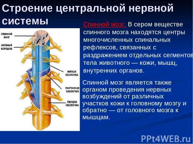 Строение центральной нервной системы Спинной мозг. В сером веществе спинного мозга находятся центры многочисленных спинальных рефлексов, связанных с раздражением отдельных сегментов тела животного — кожи, мышц, внутренних органов. Спинной мозг являе…