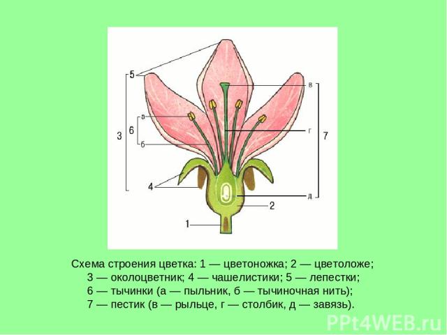 Схема строения цветка: 1 — цветоножка; 2 — цветоложе; 3 — околоцветник; 4 — чашелистики; 5 — лепестки; 6 — тычинки (а — пыльник, б — тычиночная нить); 7 — пестик (в — рыльце, г — столбик, д — завязь).