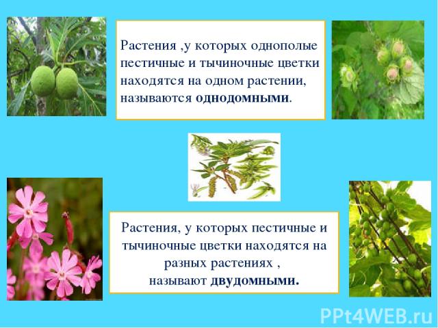 Растения ,у которых однополые пестичные и тычиночные цветки находятся на одном растении, называются однодомными. Растения, у которых пестичные и тычиночные цветки находятся на разных растениях , называют двудомными.