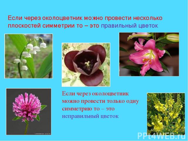 Если через околоцветник можно провести несколько плоскостей симметрии то – это правильный цветок Если через околоцветник можно провести только одну симметрию то – это неправильный цветок