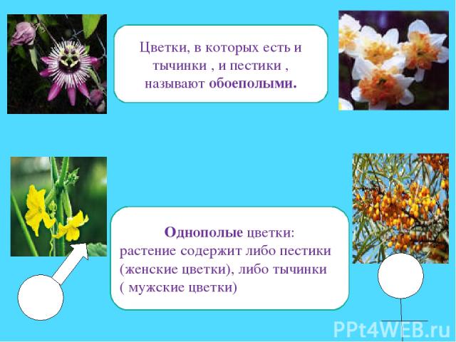 Цветки, в которых есть и тычинки , и пестики , называют обоеполыми. Однополые цветки: растение содержит либо пестики (женские цветки), либо тычинки ( мужские цветки)