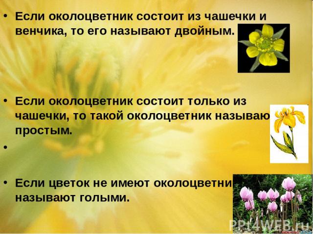 Если околоцветник состоит из чашечки и венчика, то его называют двойным. Если околоцветник состоит только из чашечки, то такой околоцветник называют простым. Если цветок не имеют околоцветника, то его называют голыми.