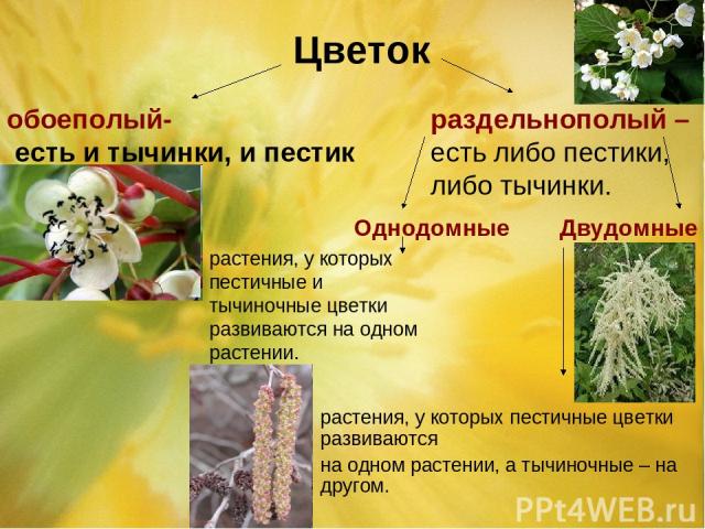Цветок обоеполый- есть и тычинки, и пестик раздельнополый – есть либо пестики, либо тычинки. Однодомные Двудомные растения, у которых пестичные и тычиночные цветки развиваются на одном растении. растения, у которых пестичные цветки развиваются на од…
