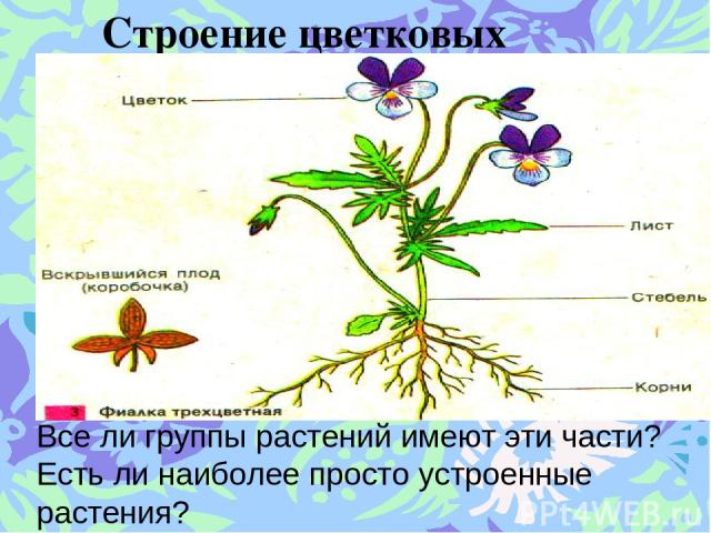 Строение цветковых растений. Все ли группы растений имеют эти части? Есть ли наиболее просто устроенные растения?