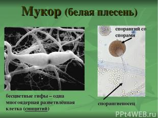 Мукор (белая плесень) бесцветные гифы – одна многоядерная разветвлённая клетка (