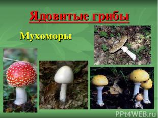 Ядовитые грибы Мухоморы