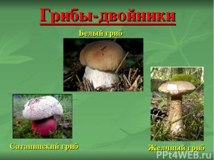 Грибы-двойники Белый гриб Сатанинский гриб Желчный гриб