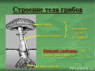 Строение тела грибов ножка (пенёк) шляпка гифы (нити) плодовое тело (из гифов) М