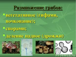 Размножение грибов: вегетативное (гифами, почкование); спорами; деление надвое (