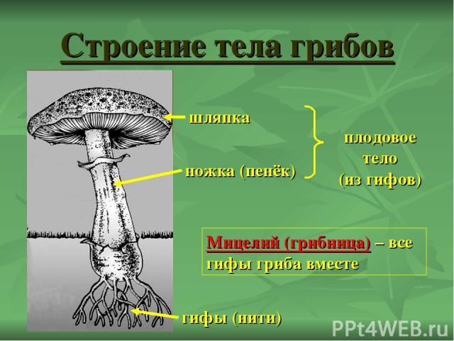 Строение тела грибов ножка (пенёк) шляпка гифы (нити) плодовое тело (из гифов) Мицелий (грибница) – все гифы гриба вместе