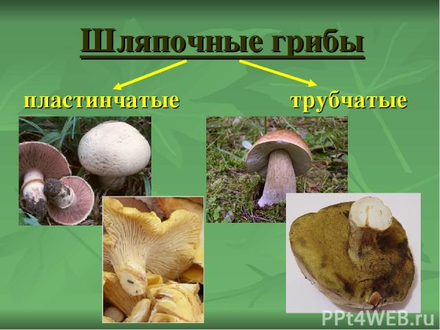 Шляпочные грибы пластинчатые трубчатые