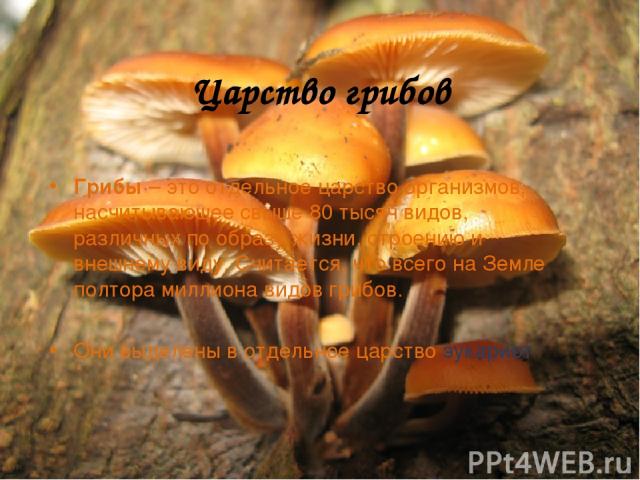 Царство грибов Грибы – это отдельное царство организмов, насчитывающее свыше 80 тысяч видов, различных по образу жизни, строению и внешнему виду. Считается, что всего на Земле полтора миллиона видов грибов. Они выделены в отдельное царство эукариот.