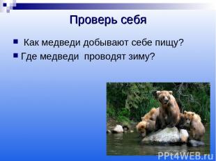 Проверь себя Как медведи добывают себе пищу? Где медведи проводят зиму?