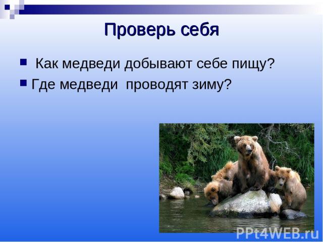 Проверь себя Как медведи добывают себе пищу? Где медведи проводят зиму?