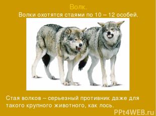 Волк. Волки охотятся стаями по 10 – 12 особей. Стая волков – серьезный противник