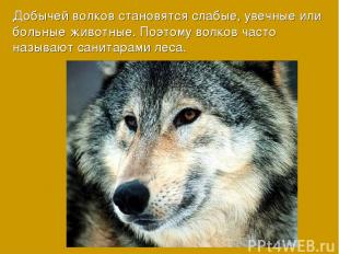 Добычей волков становятся слабые, увечные или больные животные. Поэтому волков ч