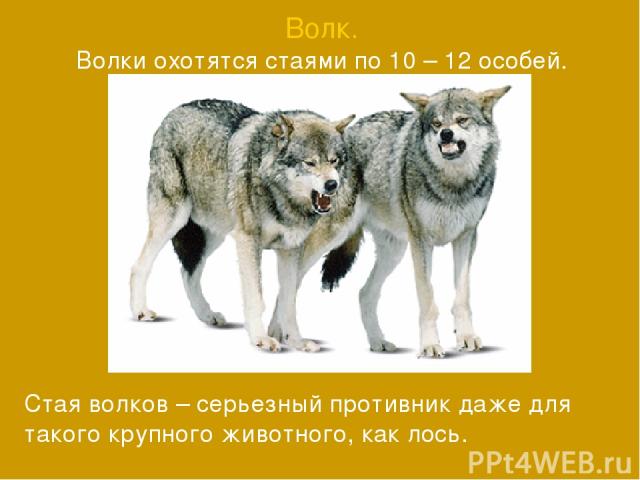 Волк. Волки охотятся стаями по 10 – 12 особей. Стая волков – серьезный противник даже для такого крупного животного, как лось.
