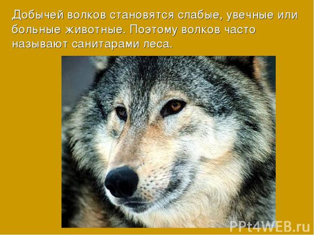 Добычей волков становятся слабые, увечные или больные животные. Поэтому волков часто называют санитарами леса.