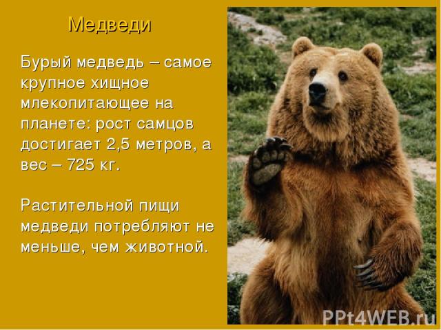 Бурый медведь – самое крупное хищное млекопитающее на планете: рост самцов достигает 2,5 метров, а вес – 725 кг. Растительной пищи медведи потребляют не меньше, чем животной. Медведи