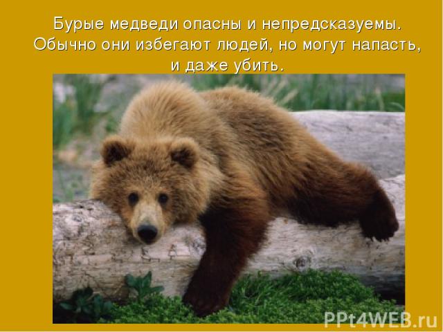 Бурые медведи опасны и непредсказуемы. Обычно они избегают людей, но могут напасть, и даже убить.