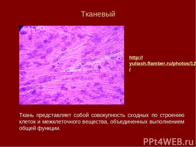 Тканевый Ткань представляет собой совокупность сходных по строению клеток и межклеточного вещества, объединенных выполнением общей функции. http://yuliash.flamber.ru/photos/1210412001/size/f/