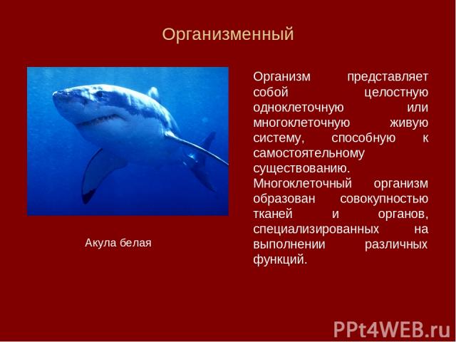 Организменный Организм представляет собой целостную одноклеточную или многоклеточную живую систему, способную к самостоятельному существованию. Многоклеточный организм образован совокупностью тканей и органов, специализированных на выполнении различ…