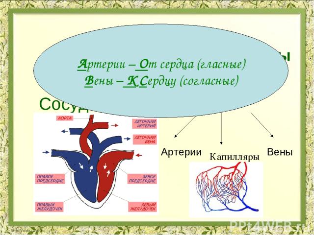 Органы кровеносной системы Сердце Сосуды Предсердия Желудочки Артерии Вены Капилляры Артерии – От сердца (гласные) Вены – К Сердцу (согласные)