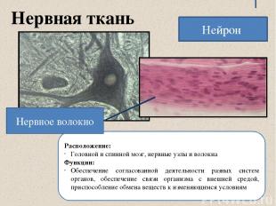 Нервная ткань Расположение: Головной и спинной мозг, нервные узлы и волокна Функ