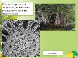 http://www.medbiol.ru/medbiol/botanica/001bdf70.htm - биология и медицина http:/