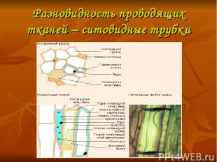 Разновидность проводящих тканей – ситовидные трубки
