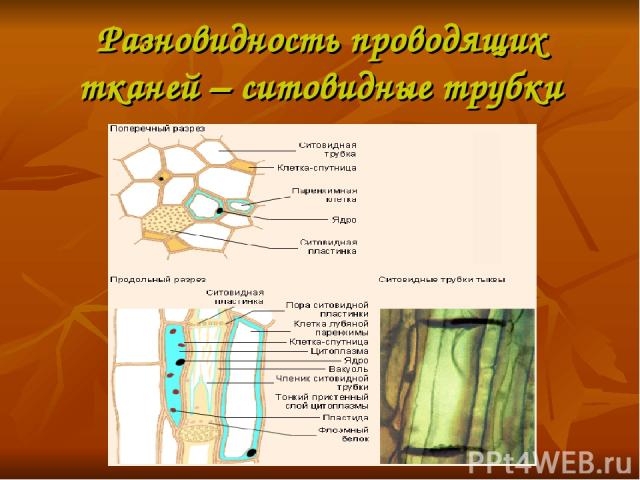 Разновидность проводящих тканей – ситовидные трубки