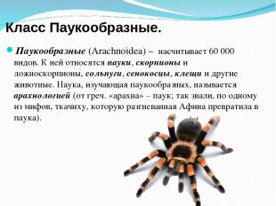 Класс Паукообразные. Паукообразные (Arachnoidea) – насчитывает 60 000 видов. К н