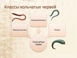 Классы кольчатых червей