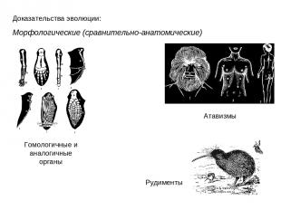 Доказательства эволюции: Морфологические (сравнительно-анатомические) Гомологичн