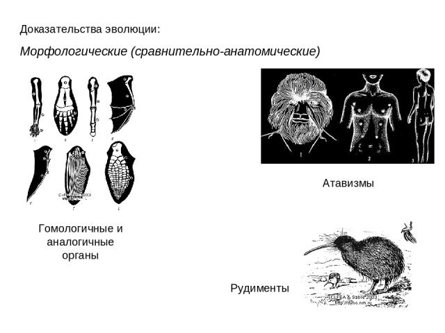 Доказательства эволюции: Морфологические (сравнительно-анатомические) Гомологичные и аналогичные органы Атавизмы Рудименты