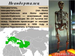 Неандерта лец, человек неандертальский (лат. Homo neanderthalensis или Homo sapi