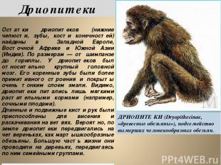 Дриопитеки ДРИОПИТЕ КИ (Dryopithecinae, «древесные обезьяны»), подсемейство выме