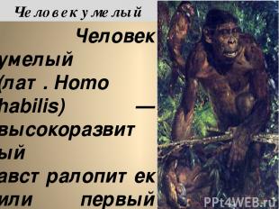 Челове к уме лый (лат. Homo habilis) — высокоразвитый австралопитек или первый п