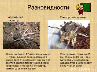 Разновидности Апулийский тарантул Самки достигают 27 мм в длину, самцы — 19 мм.
