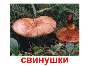 свинушки