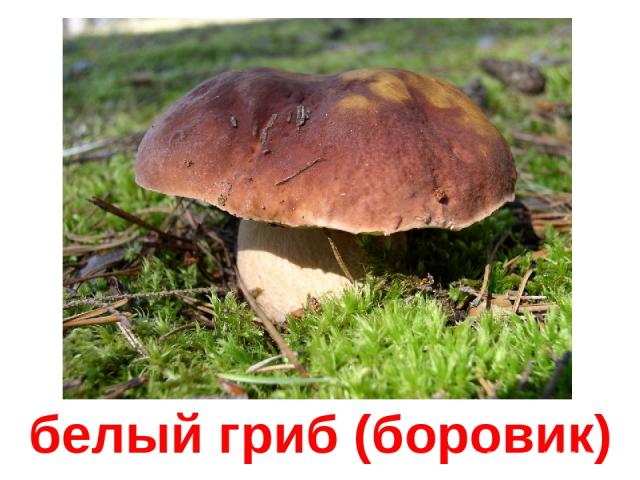 белый гриб (боровик)