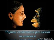 Сходство человека и человекоподобных обезьян
