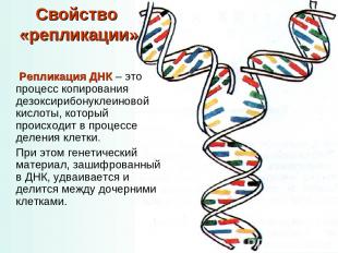 Свойство «репликации» Репликация ДНК – это процесс копирования дезоксирибонуклеи